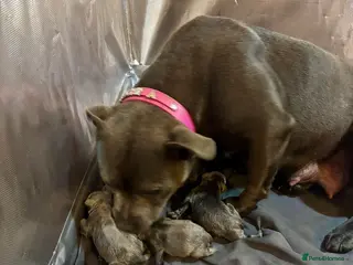 Staffordshire Bull Terrier dogs Beautiful litter of Staffordshire bull terrier - Advert 1