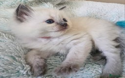 Ragdoll cats for sale: 7 beautiful fluffy Ragdoll cats.  - Image 28