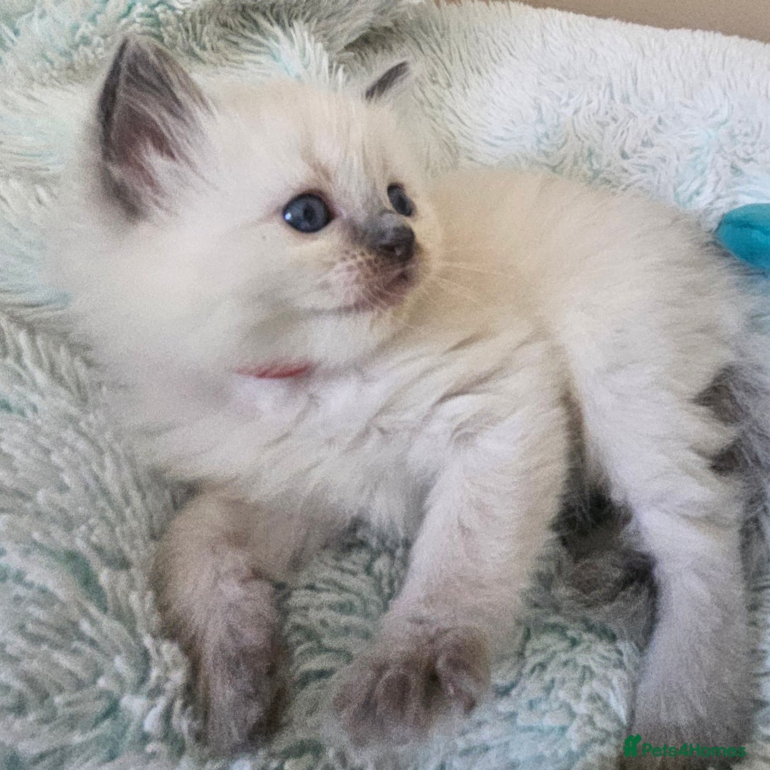 Ragdoll cats for sale: 7 beautiful fluffy Ragdoll cats.  - Image 28
