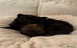 Pomeranian dogs for sale: 🐾 KC Registered Pomeranian Puppies 🐾 - Image 6