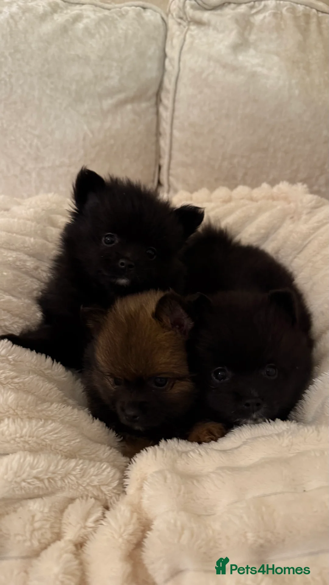 Pomeranian dogs for sale: 🐾 100% Pomeranian Puppies 🐾 - Advert 6
