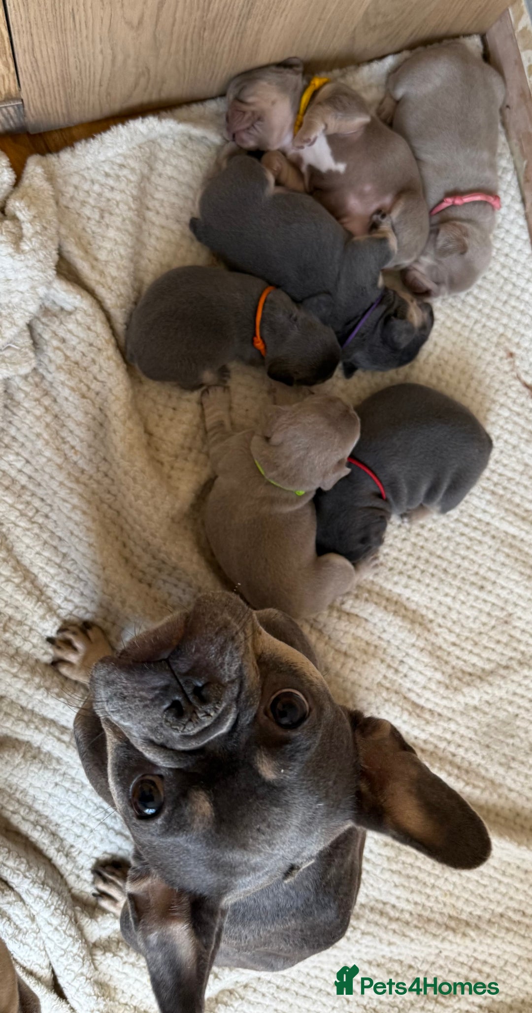 French Bulldog dogs for sale: French bulldog puppies - Image 16