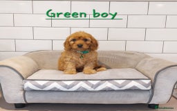 Cavapoo dogs for sale: Cavapoo F1 puppies  - Image 2