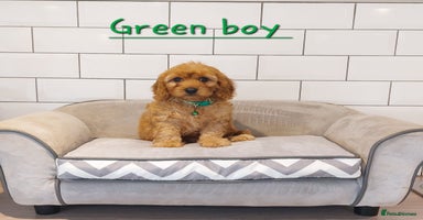 Cavapoo dogs - Advert 9