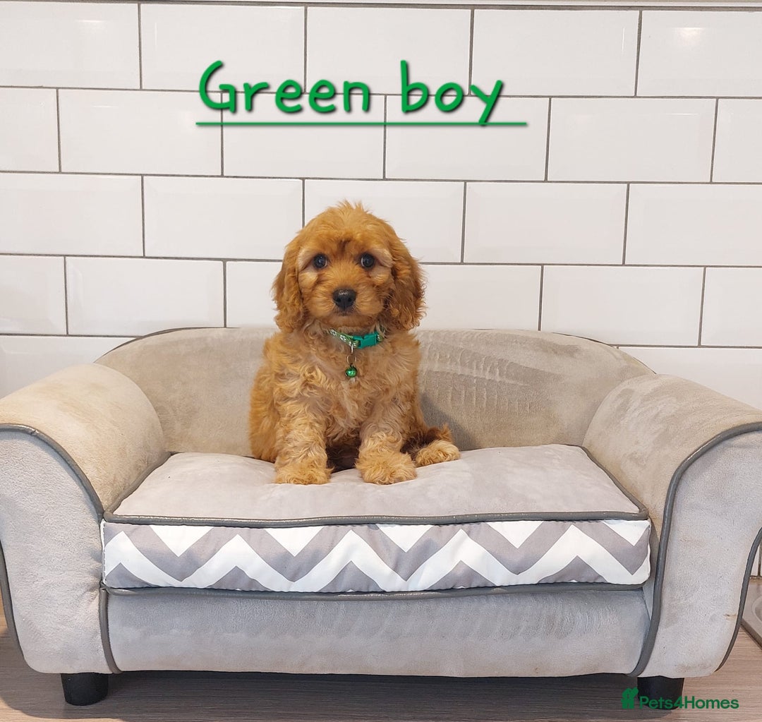 Cavapoo dogs for sale: Cavapoo F1 puppies  - Image 2