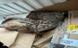 Savannah cats for sale: 3 beautiful kittens  - Image 11