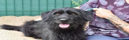 Mixed Breed dogs for adoption: Terron in Alfreton - Advert 7