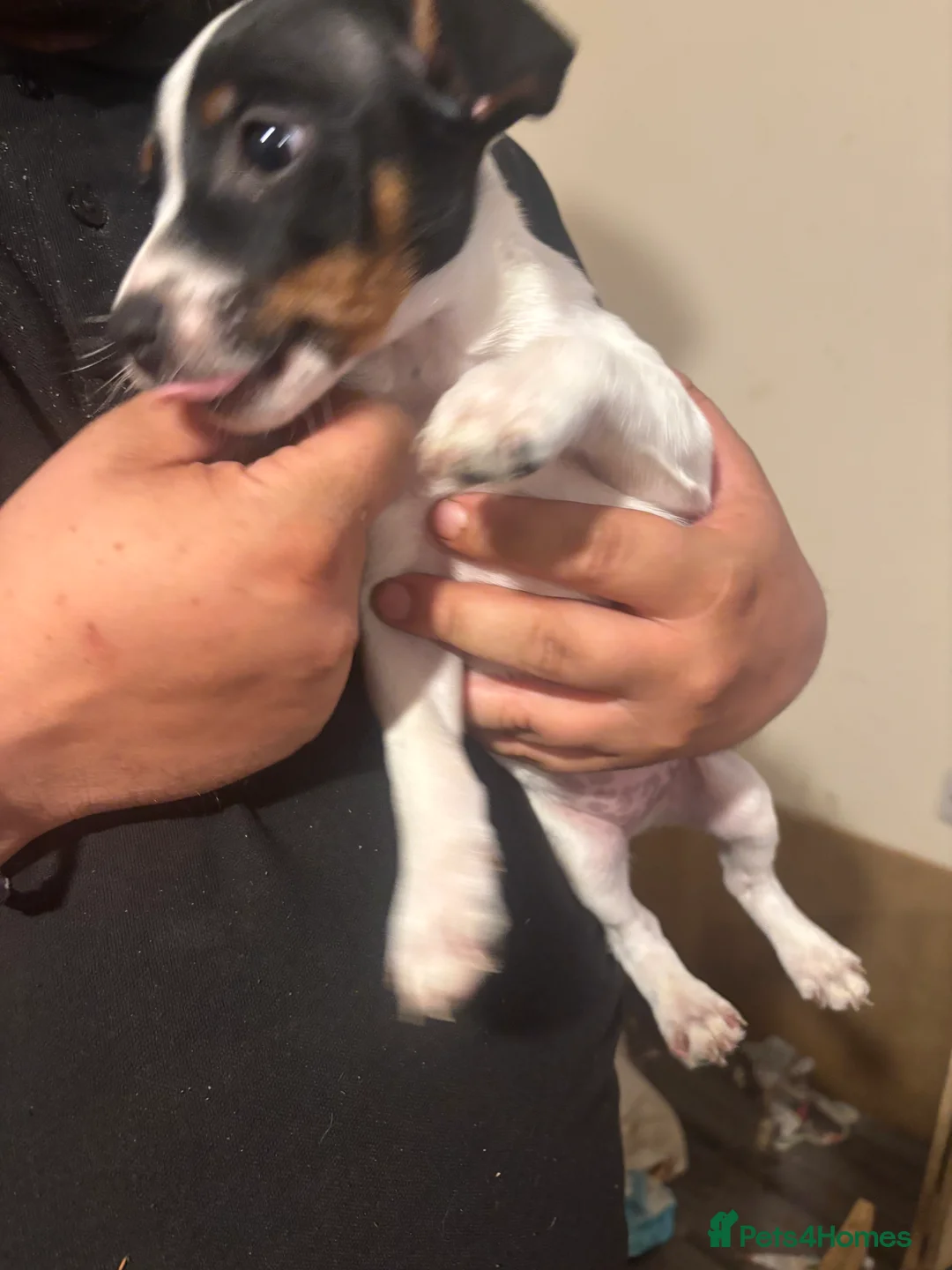 Jack Russell dogs for sale: LAST GORGEOUS BOY JACK RUSSELL!  - Advert 5