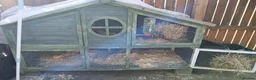 Guinea Pig rodents for sale: Guinea Pig Pair in Leeds - Advert 4