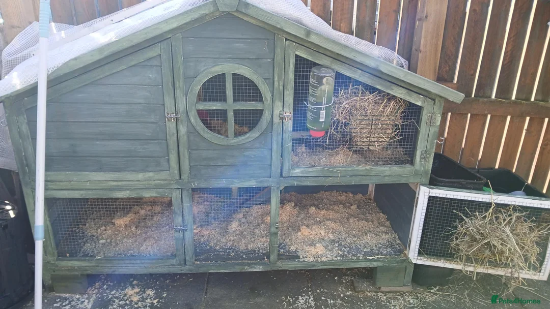 Guinea Pig rodents for sale: Guinea Pig Pair in Leeds - Advert 4