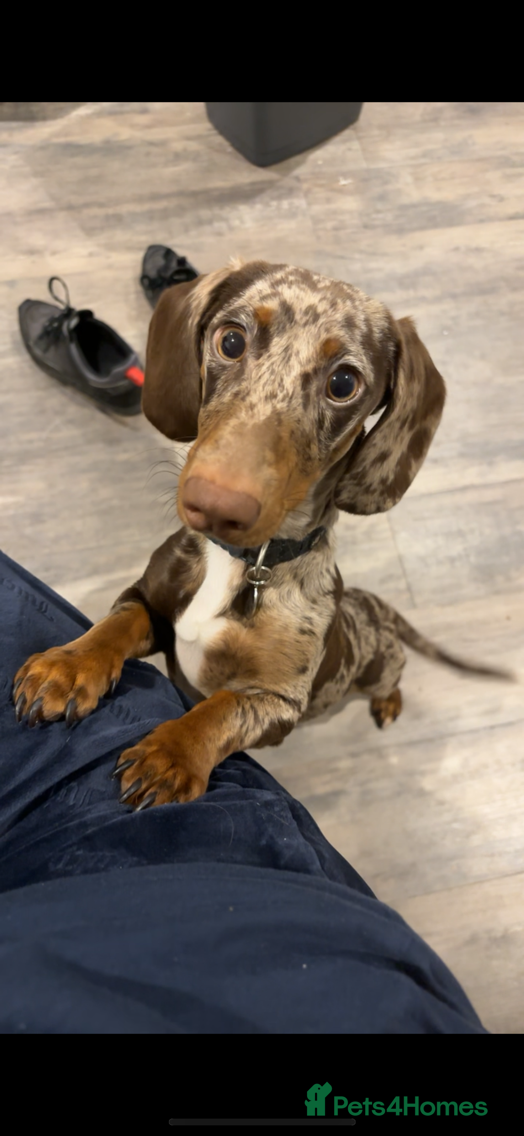 Dachshund dogs for sale: AD CURRENTLY ON HOLD  - Advert 15