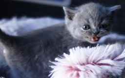 British Shorthair cats for sale: GCCF champ bloodlines Bsh - Image 13