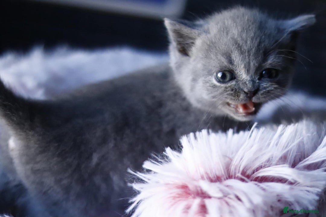 British Shorthair cats for sale: GCCF champ bloodlines Bsh - Image 13