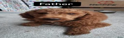 Sproodle dogs for sale: Sproodle puppies for sale  in Wokingham - Advert 3