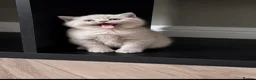 British Shorthair cats for sale: Beautiful lilac British short hair kittens - Advert 7