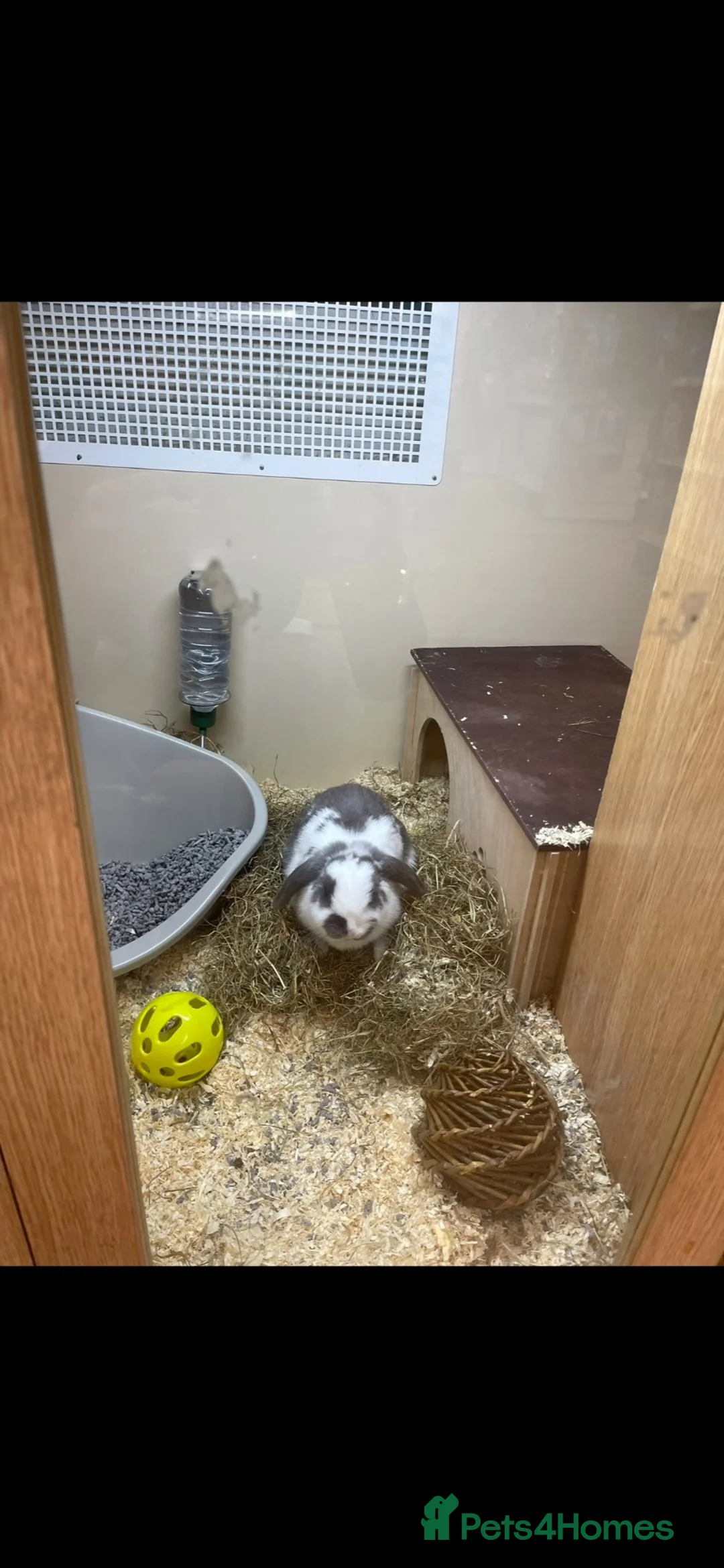 Mini Lop rabbits for sale: Female Rabbit Looking for Forever Home FREE REHOME - Advert 2