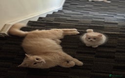 Persian cats for sale: Persian kitten boy - Image 5