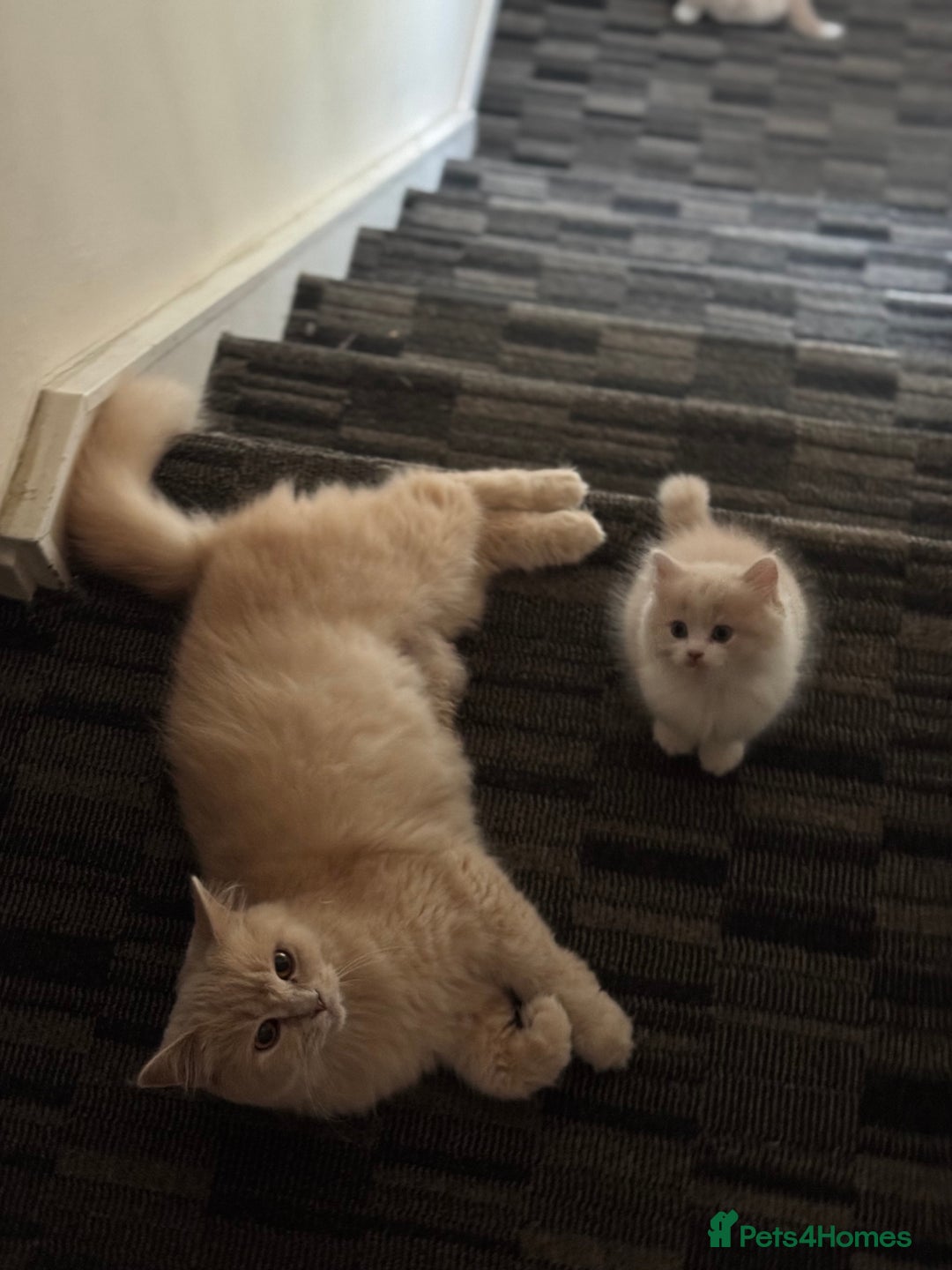 Persian cats for sale: Persian kitten boy - Image 5