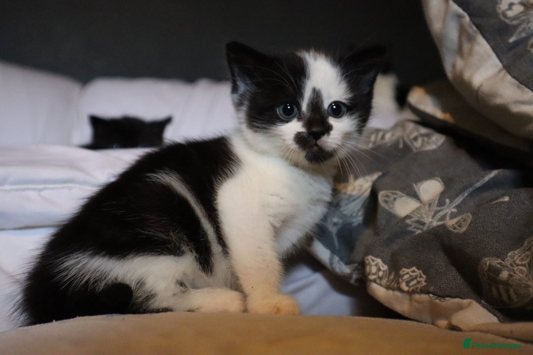 Mixed Breed cats for sale: Male kitten for sale  - Advert 2