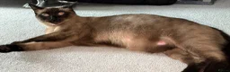 Mixed Breed cats for sale: Stunning Sphynx x ragdoll  - Advert 7