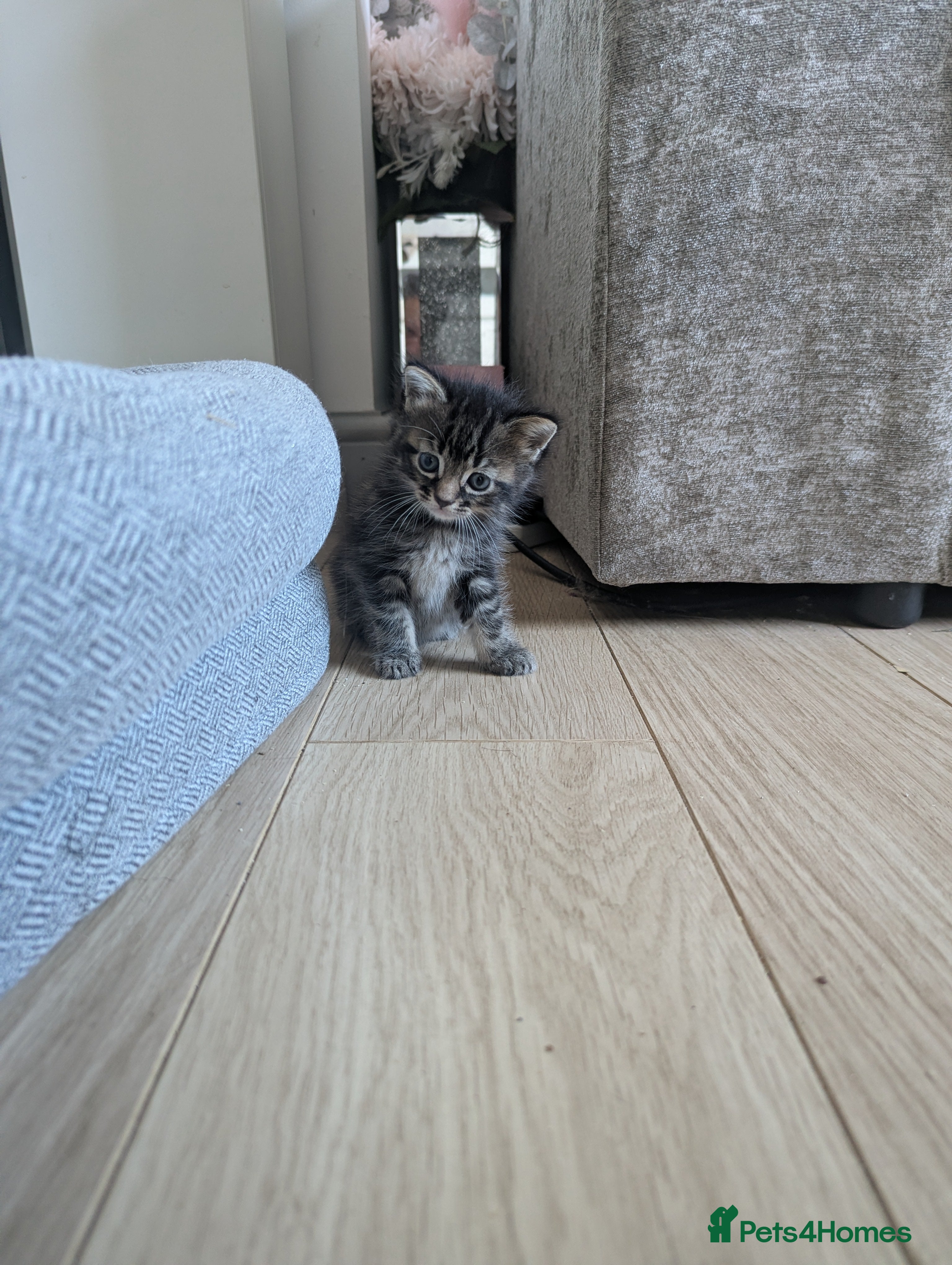 Persian cats for sale: Long haired Doll faced Persian cross  - Advert 6