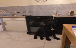 Cane Corso dogs for sale: 2 year old cane corso male  - Image 2