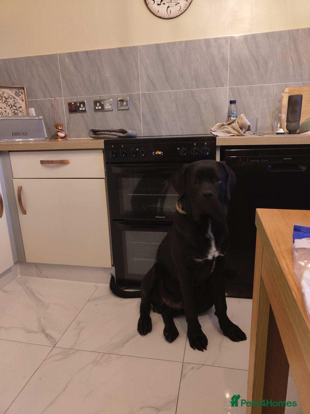 Cane Corso dogs for sale: 2 year old cane corso male  - Image 2