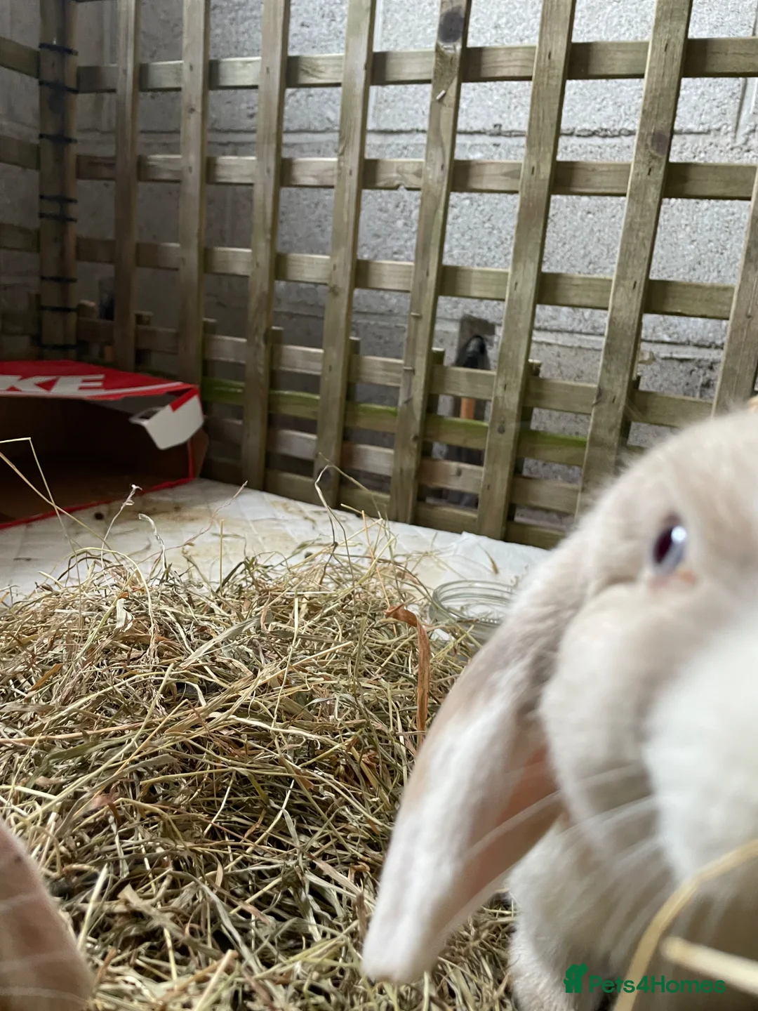 Mini Lop rabbits for sale: Two mini lop rabbits  in Crediton - Advert 2
