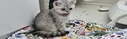 British Shorthair cats for sale: GCCF Blue BSH chunky champion lines - Advert 3