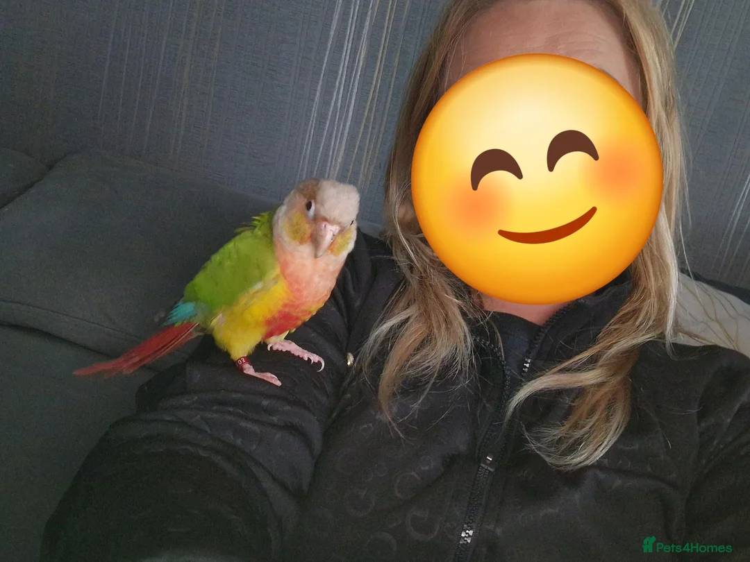 Conures birds for sale: Pineapple conure looking for forever home - Advert 1