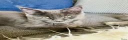 Maine Coon cats for sale: TICA Registered Maine Coon Kittens  - Advert 25