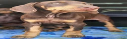 Dobermann dogs for sale: 💝🐾 Ready Now Chunky KC Registered pups 🐾 💝 - Advert 9