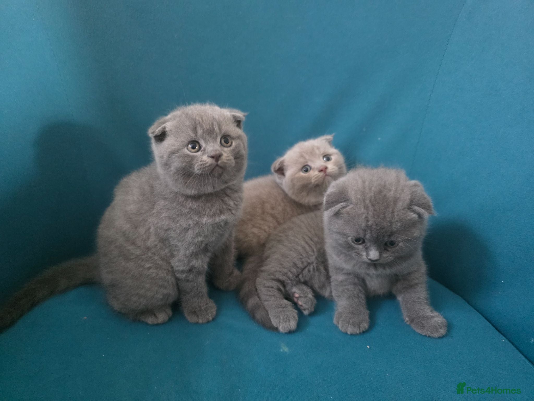 Scottish Fold cats 3 lovely Scotish Fold kittens  - Advert 1