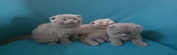 Scottish Fold cats for sale: 3 lovely Scotish Fold kittens  - Advert 1