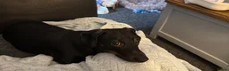 Miniature Dachshund dogs for sale: Miniature Dachshund for Sale - Advert 4