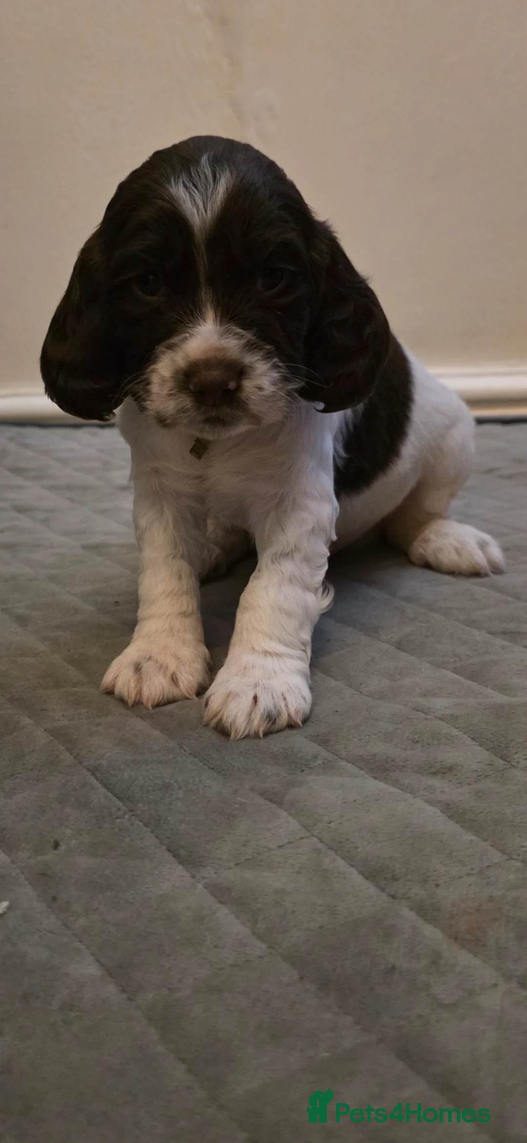 Cocker Spaniel dogs for sale: Cocker-spaniel Puppy's for Sale!!! - Advert 20