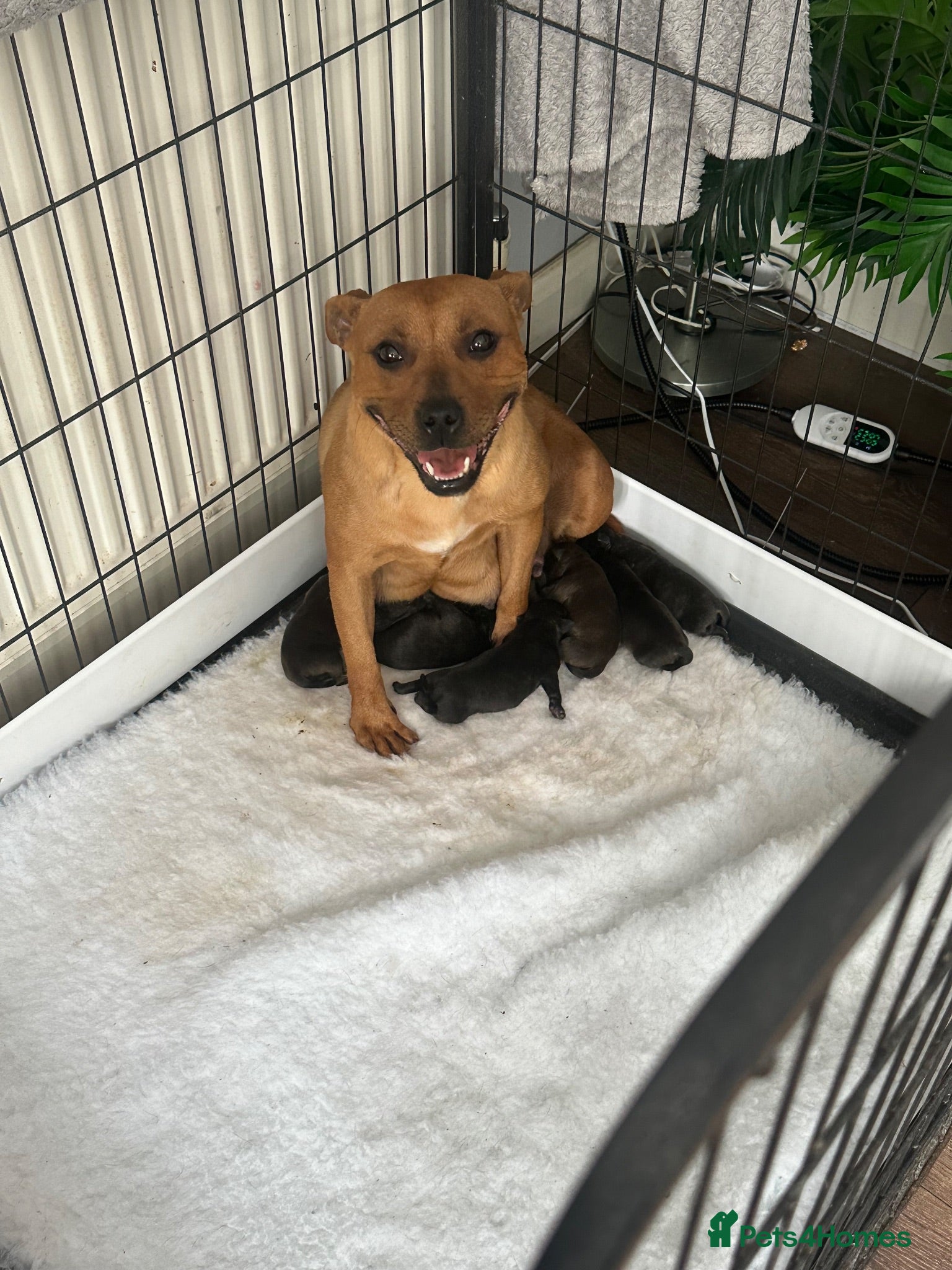 Staffordshire Bull Terrier dogs Gorgeous Brindle KC Pups  - Advert 2
