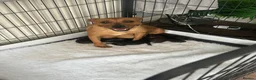 Staffordshire Bull Terrier dogs for sale: Gorgeous Brindle KC Pups  - Advert 2