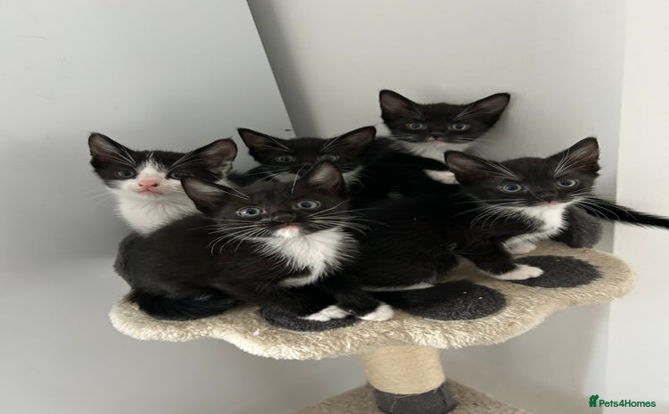 Mixed Breed cats - Advert 14