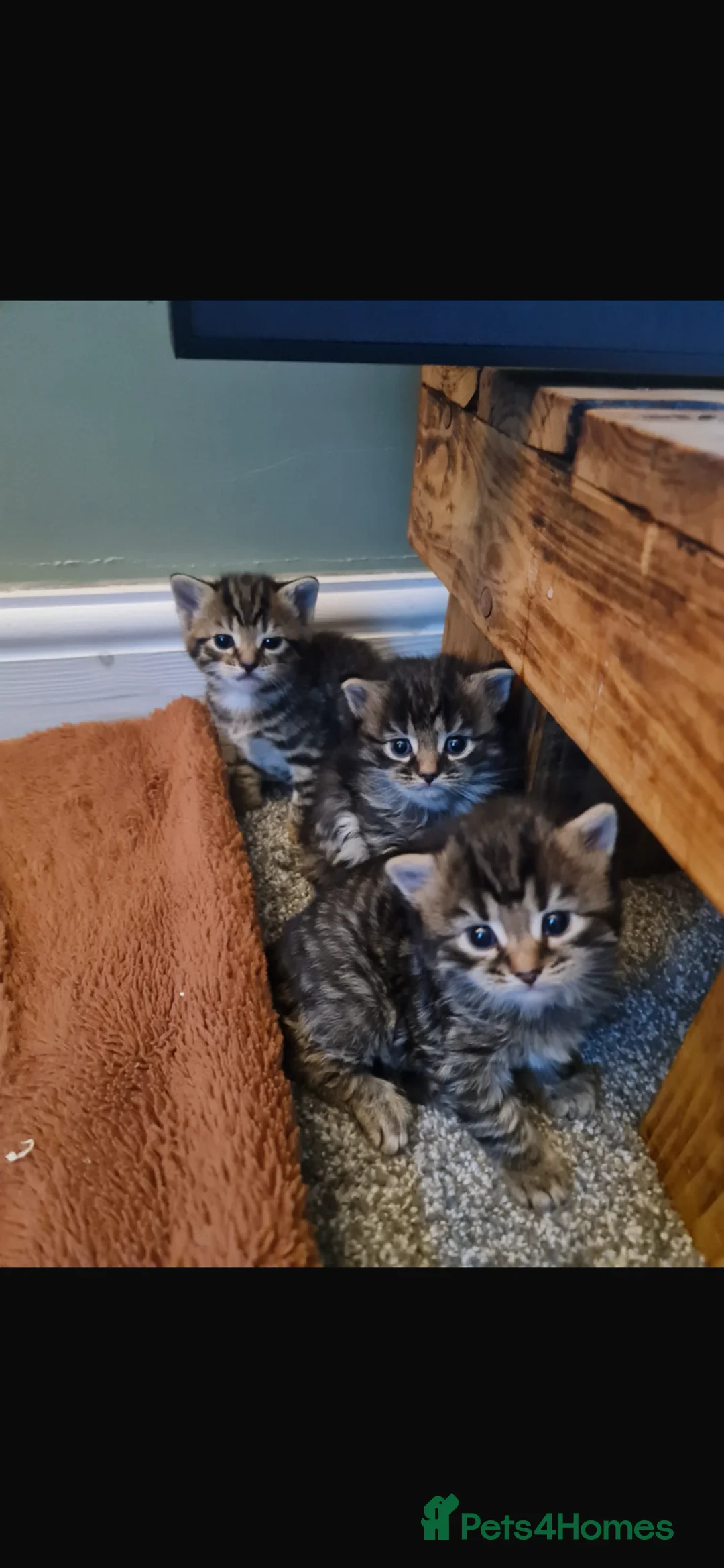 Mixed Breed cats for sale: 4 beautiful kittens  - Advert 1