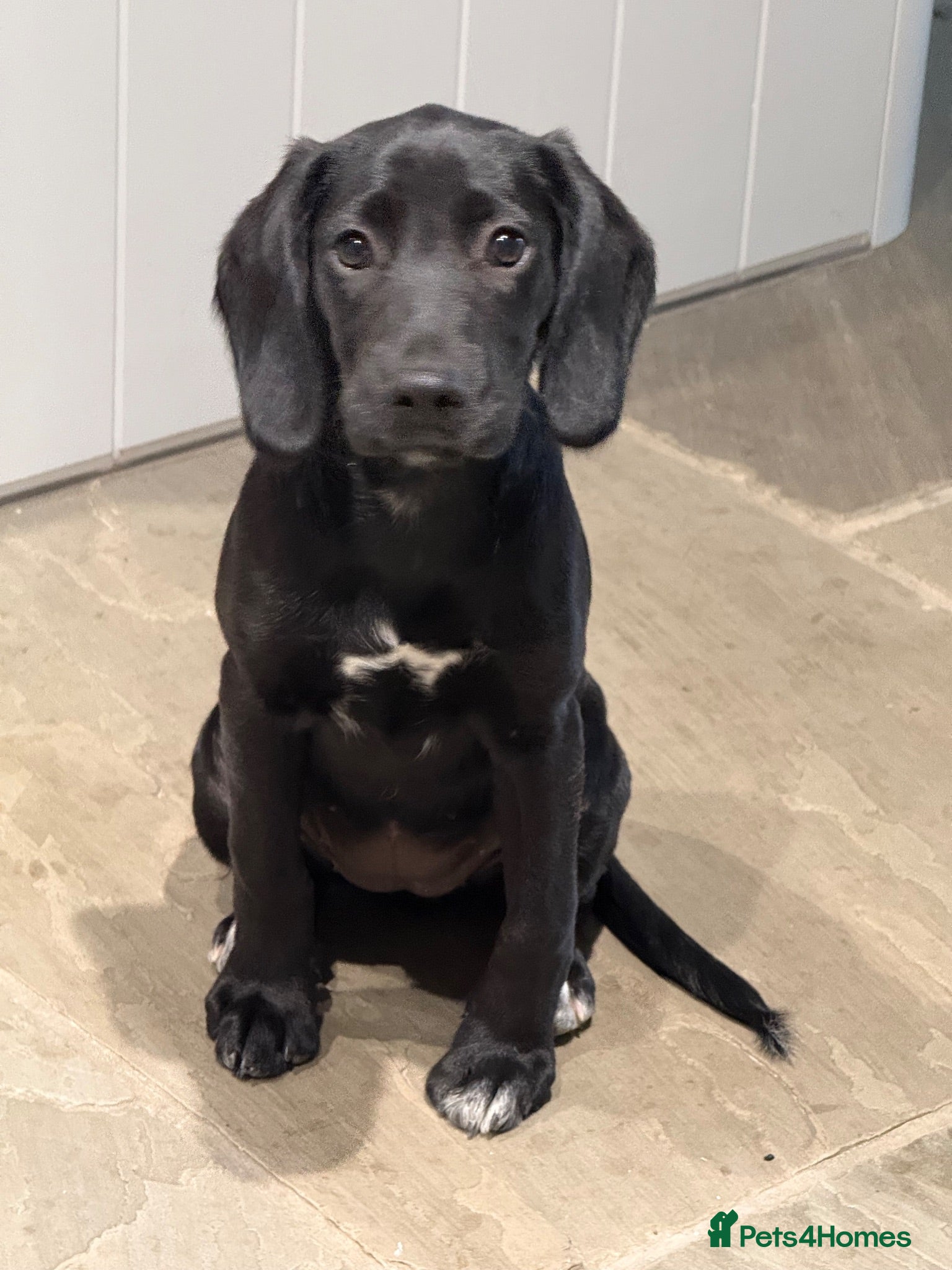 Cockerdor dogs Fully vaccinated Female Cockerdor puppy  - Advert 1