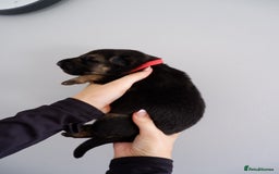 German Shepherd dogs for sale: 7 CHUNKY GERMAN SHEPHERD PUPPIES KC REGISTERED - Image 11