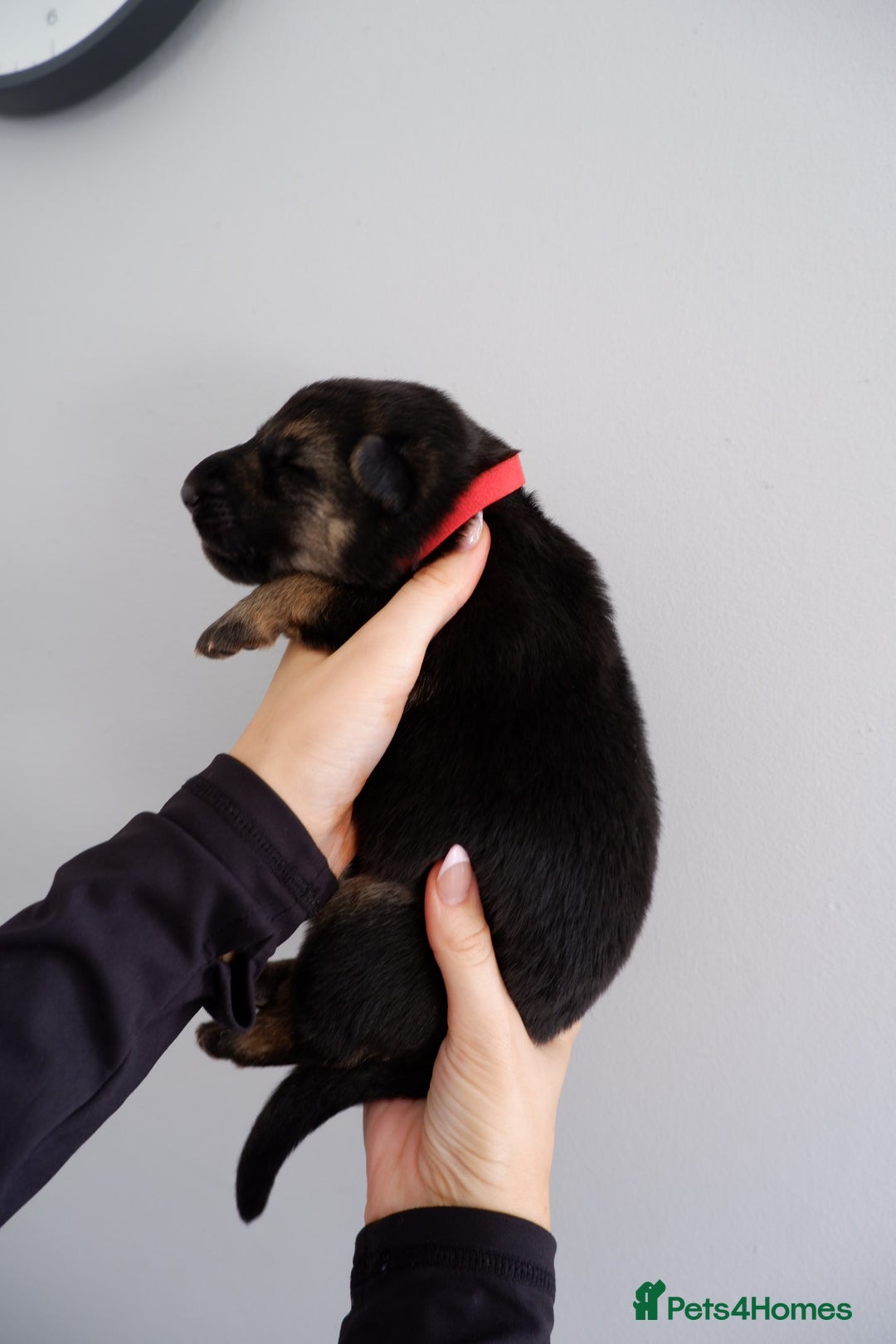 German Shepherd dogs for sale: 7 CHUNKY GERMAN SHEPHERD PUPPIES KC REGISTERED - Image 11