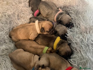 French Bulldog dogs for sale - Advert 1