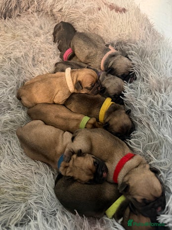 French Bulldog dogs - Advert 1