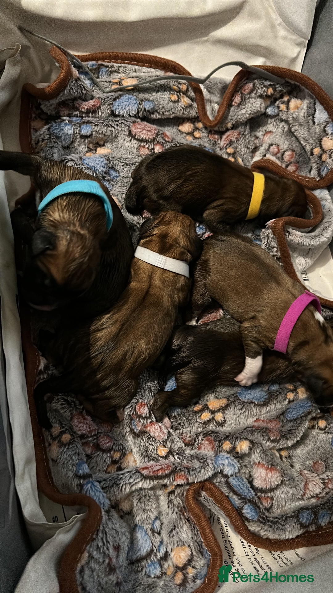 Boxer dogs for sale: Boxer Puppies KC registered  - Image 8