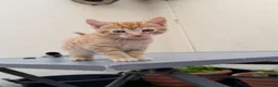 Mixed Breed cats for sale: Tame kittens for sale  in Newport - Advert 8
