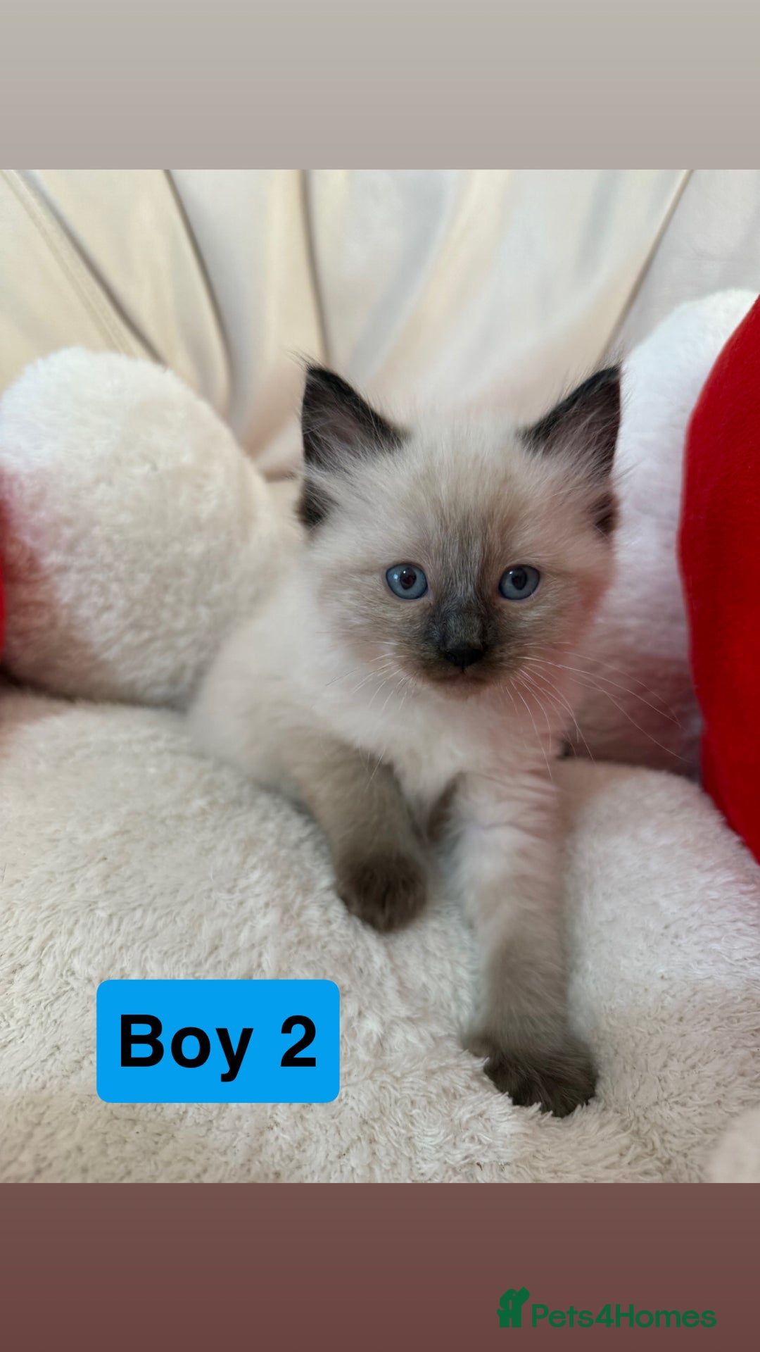 Ragdoll cats for sale: Stunning litter of ragdoll kittens  - Advert 25