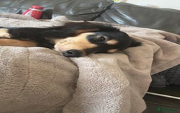 Miniature Dachshund dogs for sale: Beautiful Maï - Image 3