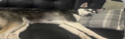 Siberian Husky dogs for sale: Siberian husky  - Advert 9